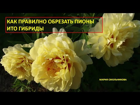 Видео: Как правильно обрезать пионы ИТО гибриды.