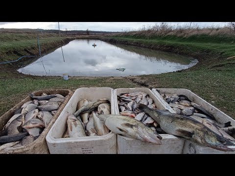Видео: Рыбный день , Больше 100 кг  за один день!!! заготовка к пенному чаю )