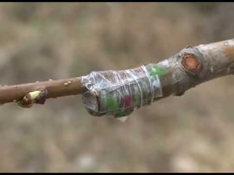 Видео: Зеленый сад фильм № 30 "Прививки в крону" от 30.05.2009г. г.Хабаровск (zeleniisad.ru)