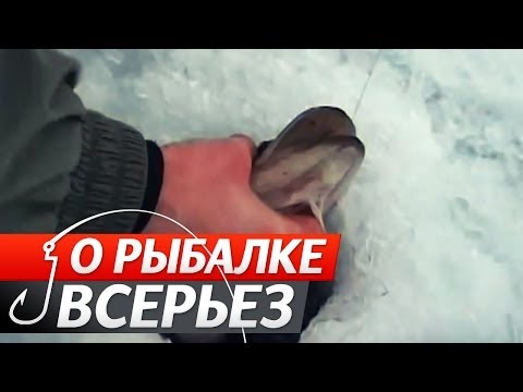 Видео: Ловля Щуки На Жерлицу. "О Рыбалке Всерьез".