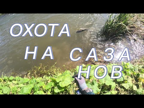 Видео: ОХОТА НА САЗАНА В РЕЧУШКЕ