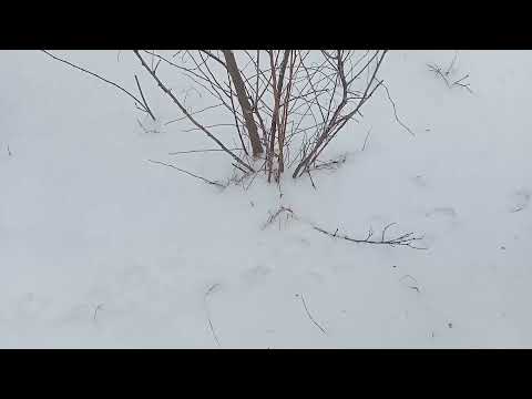 Видео: ПЕРВЫЕ ТРОПЫ УСТАНОВКА СИЛКОВ НА ЗАЙЦА И ФАЗАНА