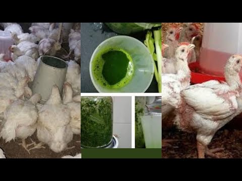Видео: 8 практичных способов заставить растительные препараты эффективно работать на вашей птицеферме.