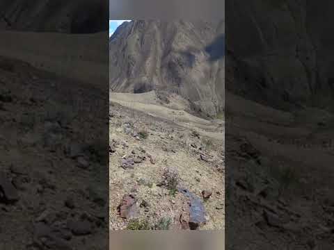 Видео: Шаватки боло