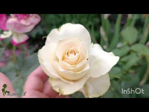 Видео: Розы после 40°жары! Выжили не все.