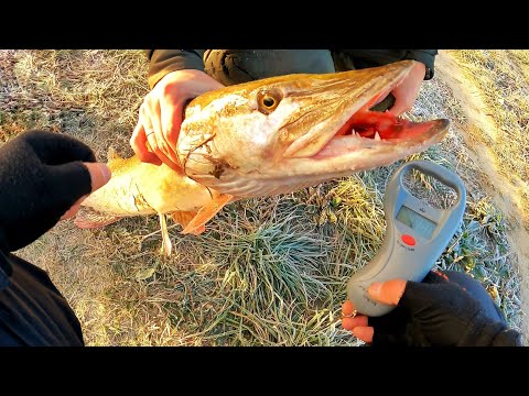 Видео: ЩУЧЕ ЕЛЬДОРАДО на ДЕСНІ! Осінній ЖОР ЩУКИ 2023! Ловля щуки на Джиг у Жовтні! Жор щуки на Десні!