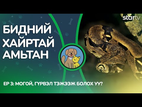 Видео: "Бидний хайртай амьтан" | Могой, гүрвэл тэжээж болох уу?