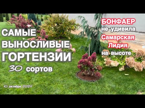 Видео: ОБЗОР 30 сортов гортензий на 10 октября 2024. Невозможно красивая гортензия Самарская Лидия !