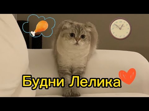 Видео: Будни Лелика ( полная версия )