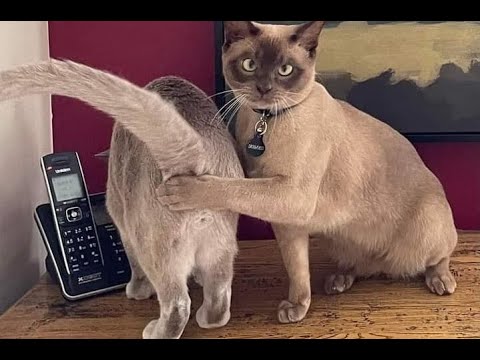 Видео: 😺 И смех и грех! 🐈 Видео смешных котов и котят для хорошего настроения! 😻