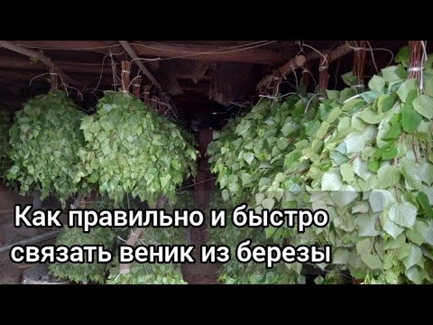 Видео: Как быстро и качественно сделать березовый веник для бани. Как правильно сделать веник для бани