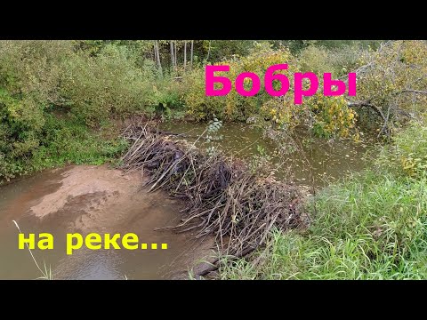 Видео: #473 | Микро речка | Разбираю бобровую плотину |