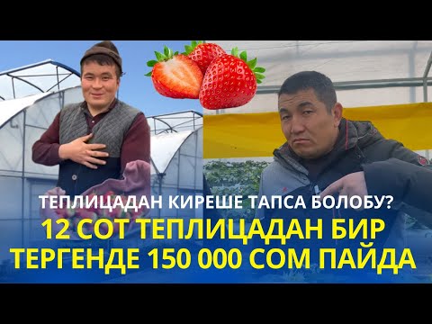 Видео: Тепличный безнестен пайда тапса болобу? Кышында кулпунайдын баасы 1000 сомдон жогору болот экен!