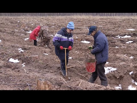 Видео: Посадить 1 млн саженцев сосны менее чем за 3 недели планируют лесоводы из Тамбовской области