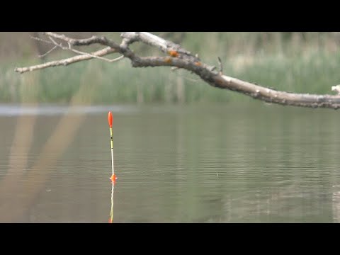 Видео: Рыбалка в красивом месте  Ловля карпа ,карася, амура. My fishing