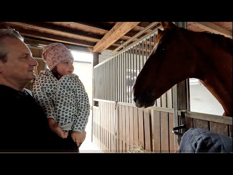 Видео: Осень в конюшне
