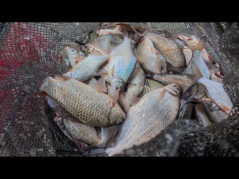 Видео: НАЛОВИЛ И ЗАСОЛИЛ ОГРОМНЫЙ ТАЗ РЫБЫ! Встал на яму и тягаю одну за одной. Жирная! Вкусная!