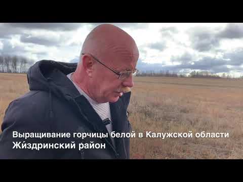 Видео: Опыт выращивания горчицы белой в ООО «Агрофирма Полюдово» Жиздринского района Калужской области.