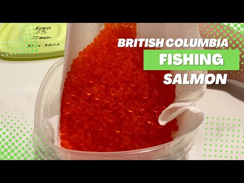 Видео: Завершаем сезон рыбалки на Лосося | Что мы делаем с икрой?