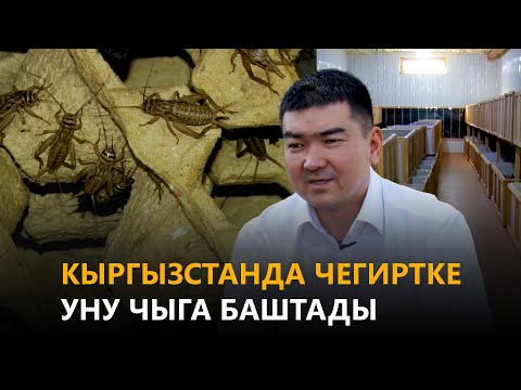 Видео: NewTV// Кыргызстанда чегиртке уну чыга баштады. // Азыркынын азаматтары