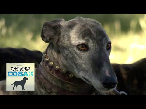 Видео: Гальго. Планета собак 🌏 Моя Планета