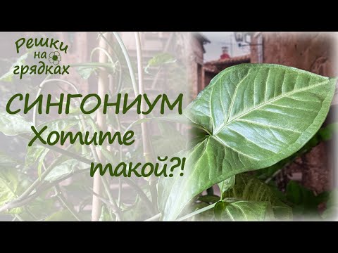 Видео: Сингониум Уход в домашних условиях