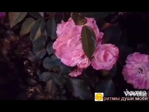 Видео: ♥️♥️Делим пополам всё всегда с тобой. Главное, чтоб нам не стареть душой...♥️♥️ Валерий Капризов♥️💐