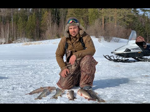 Видео: БЕШЕНЫЙ КЛЕВ ЩУКИ НА ЖЕРЛИЦЫ В СИБИРИ