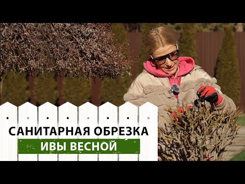 Видео: Вот почему важно обрезать иву до начала сокодвижения! Как обрезать плетеную иву весной?