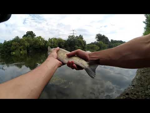 Видео: Риболов на кефали от река Марица.