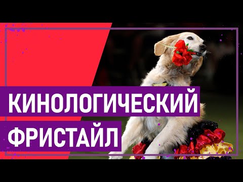 Видео: Вот это спорт! КИНОЛОГИЧЕСКИЙ ФРИСТАЙЛ