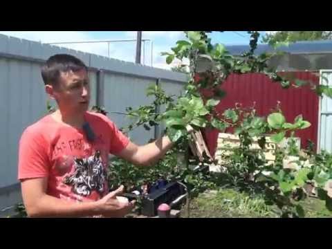 Видео: Защитный пояс от муравьев и тли на плодовых деревьях