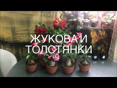 Видео: Первое цветение Адениумов