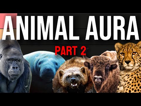 Видео: БОЛЬШЕ животных с наибольшей «АУРОЙ» (список уровней)
