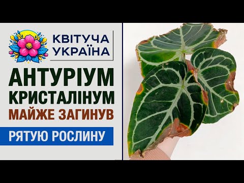 Видео: Антуріум майже загинув 😱 Гниль коренів. Як я його рятувала
