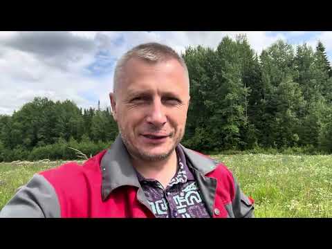 Видео: МОРДОВНИК, что это за медонос такой