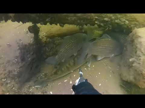 Видео: Подводная Охота Зимой (На Грани Судаки в  Брёвнах)