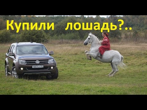 Видео: Купили лошадь. Что с ней делать?