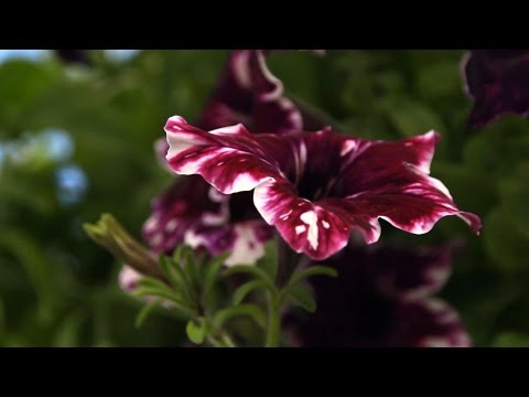 Видео: Ампельные цветы - петуния, герань, фуксия и другие