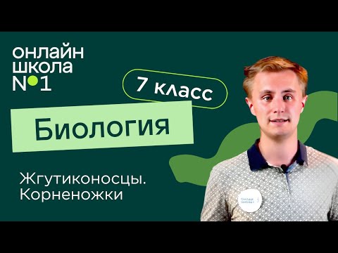 Видео: Жгутиконосцы. Корненожки. Видеоурок 4. Биология 7 класс