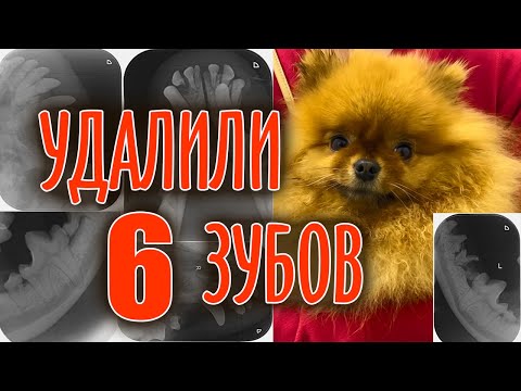 Видео: УДАЛЕНИЕ ЗУБОВ У СОБАКИ Шпицу удалили 6 зубов