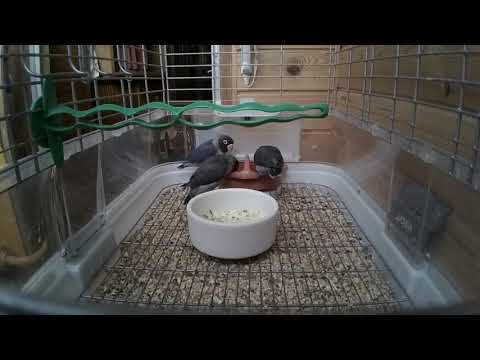 Видео: Птенцы масковых неразлучников, черная мутация