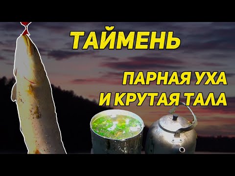 Видео: На рыбалке. Из парного тайменя. Уха с дымком да тала с чесноком.