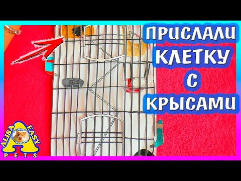 Видео: ПРИСЛАЛИ КЛЕТКУ С КРЫСАМИ! / ЛАПКА ПОЛОМАЛАСЬ! / КОРМ ДЛЯ ХОМЯКА / 2 часть / Alisa Easy Pets