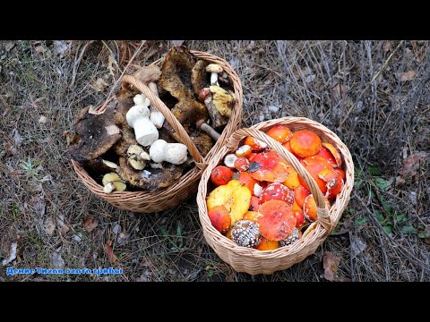 Видео: Чёрные грузди, головач продолговатый и красные мухоморы