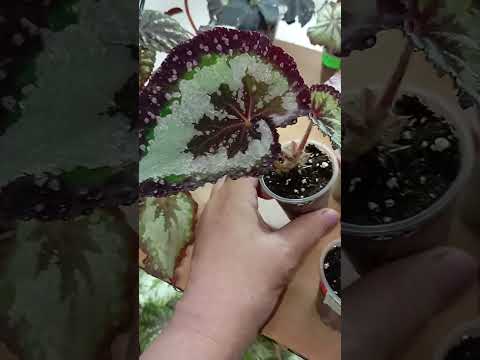 Видео: Одна поличка з бегоніями!🔥🌿♥️#бегоніі#begonia#orchid #plants #flowers #