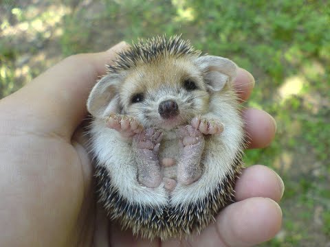 Видео: Самые Милые Смешные Ежики! Веселая Подборка! //  The Most Cute Funny Hedgehogs! Cheerful Selection!