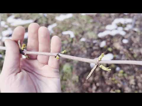 Видео: бузина Сампо з живленням і без