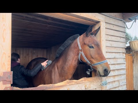 Видео: Двухдневный влог: марафон по конюшням Сыктывкара