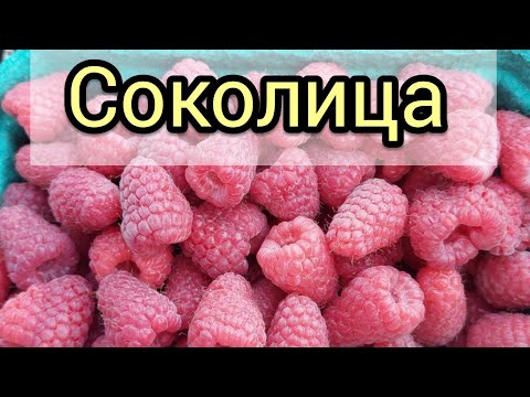 Видео: Малина Соколица
